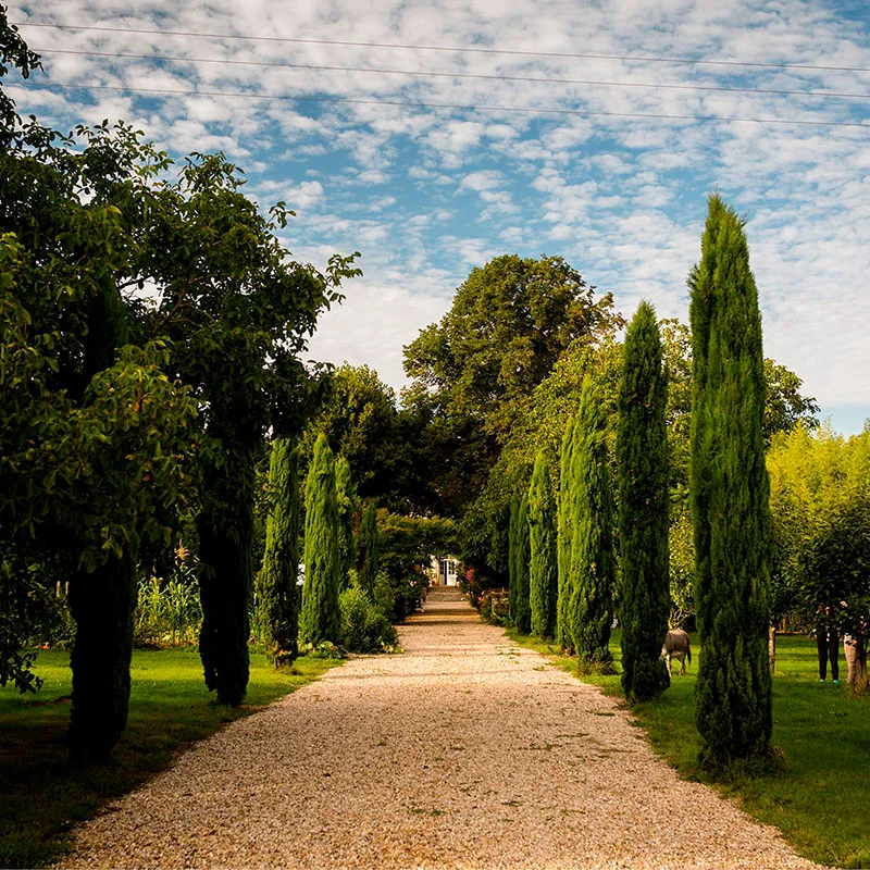 L’allée de cyprès du parc du château, une invitation à la promenade